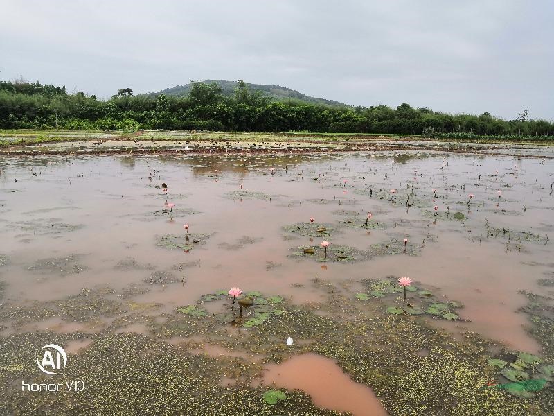 重庆地区睡莲基地直发工程苗