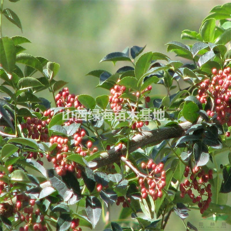 哪里可以買到無刺花椒苗？無刺花椒苗批發(fā)價(jià)格 