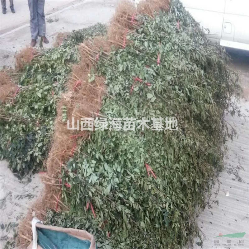 哪里可以買到無刺花椒苗？無刺花椒苗批發(fā)價(jià)格 