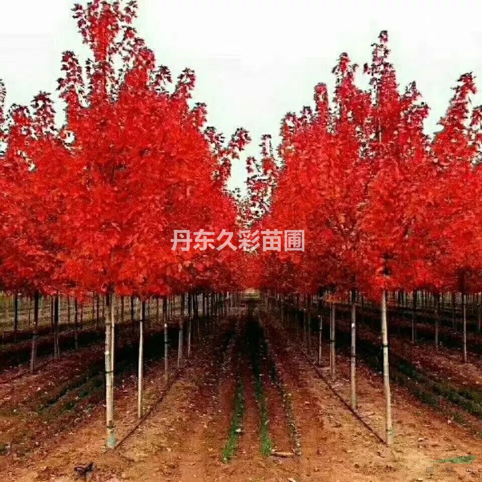 红枫秋火焰耐严寒喜生长适合各种地区种植/红枫各个品种介绍技术