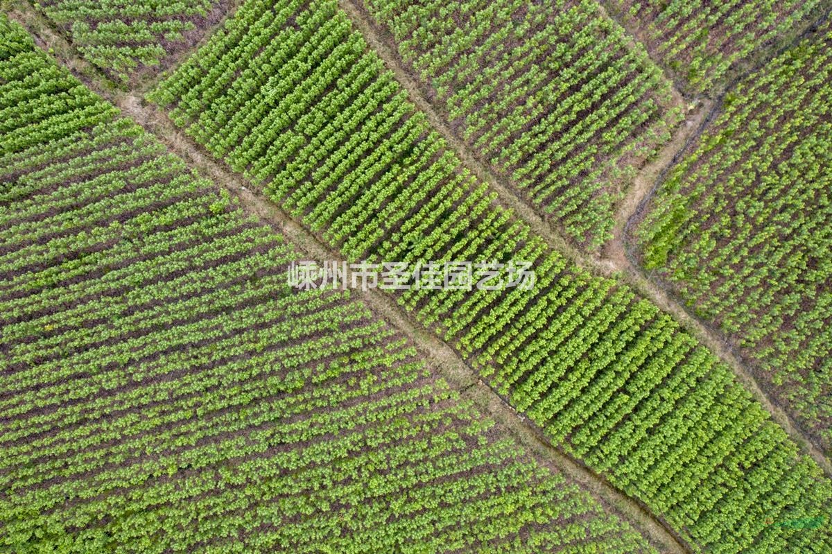 自家苗圃供應(yīng)2~3公分十月光輝