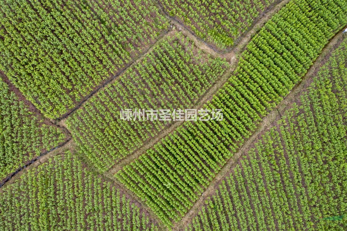 自家苗圃供應(yīng)2~3公分十月光輝