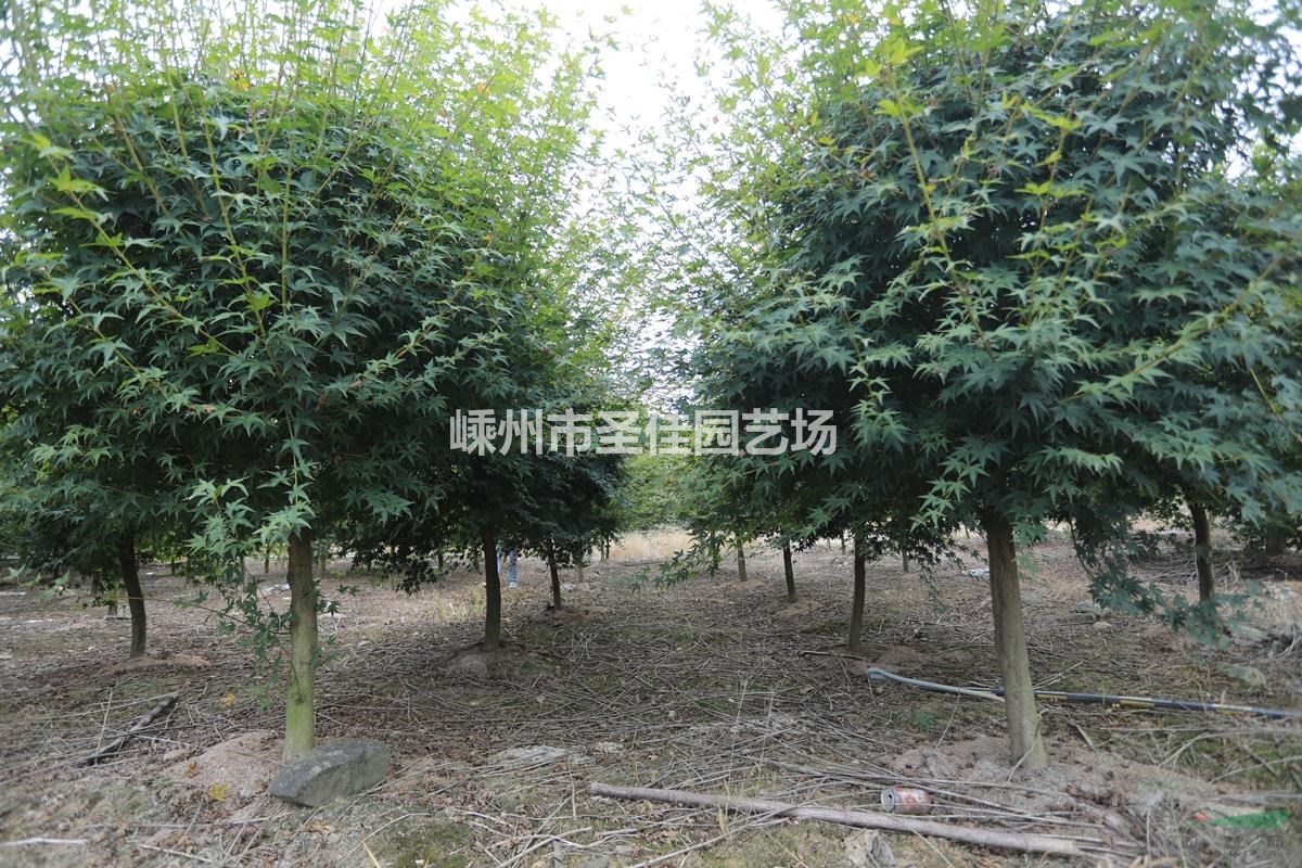 供應(yīng)3~5公分雞爪槭