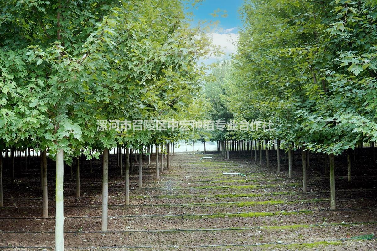 河南漯河眾楓華亭紅楓基地10公分12公分工程苗