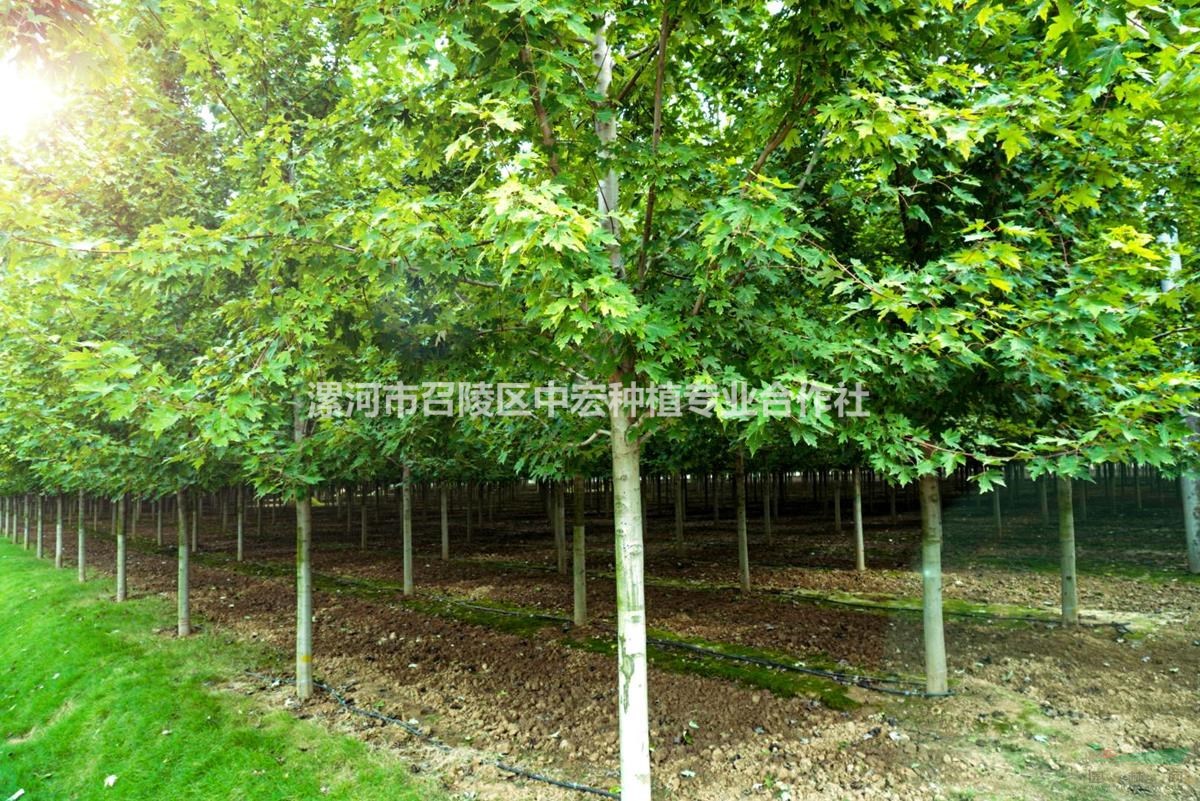河南漯河眾楓華亭紅楓基地10公分12公分工程苗