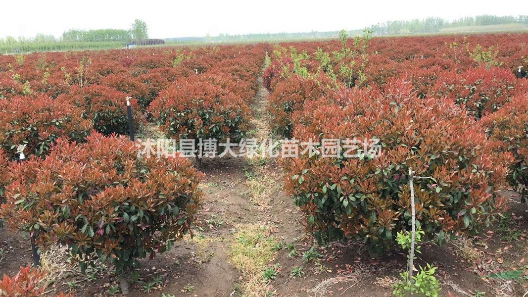 紅葉石楠價格 紅葉石楠產地 紅葉石楠圖片 綠化工程苗木