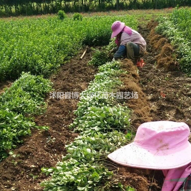 扶芳藤價(jià)格 扶芳藤苗產(chǎn)地 扶芳藤苗圖片 綠化苗木價(jià)格