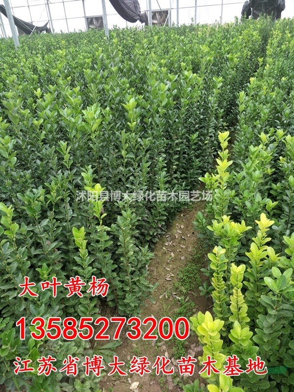 大葉黃楊價(jià)格 大葉黃楊苗產(chǎn)地 大葉黃楊苗圖片 綠化工程苗木