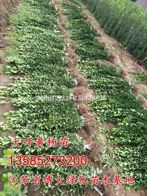 大葉黃楊價(jià)格 大葉黃楊苗產(chǎn)地 大葉黃楊苗圖片 綠化工程苗木