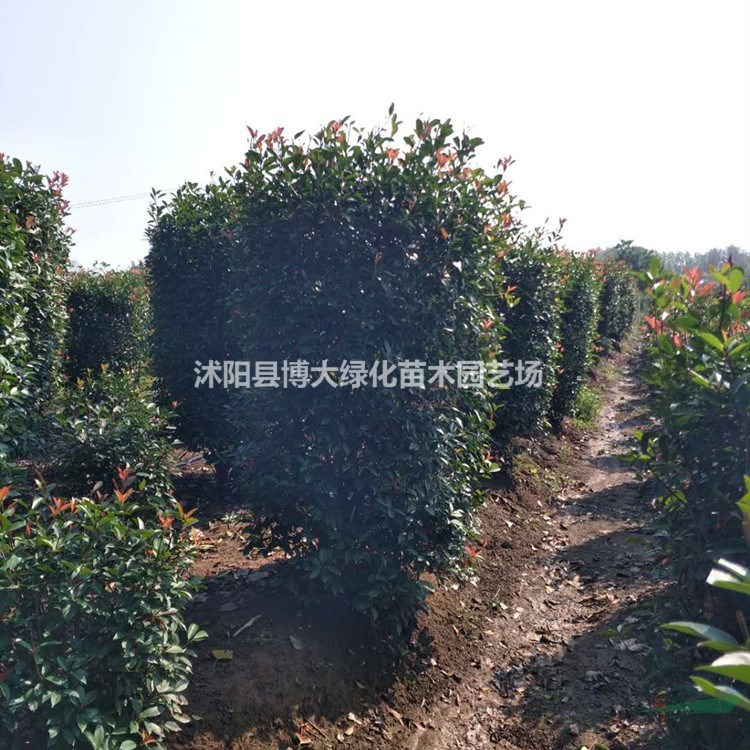 銷售紅葉石楠柱 紅葉石楠柱價(jià)格 紅葉石楠柱圖片 綠化苗木