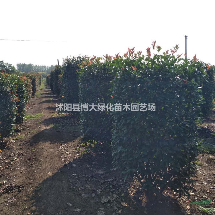 銷售紅葉石楠柱 紅葉石楠柱價(jià)格 紅葉石楠柱圖片 綠化苗木