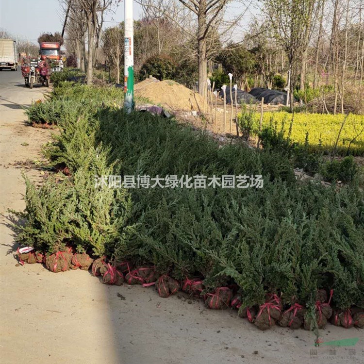 鋪地柏產(chǎn)地 鋪地柏價(jià)格 鋪地柏圖片 銷售鋪地柏 綠化苗木