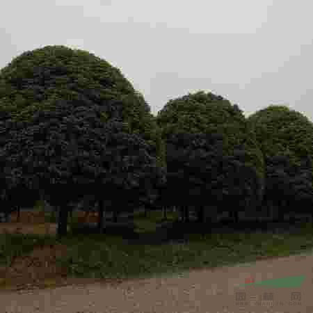 桂花苗圃直銷