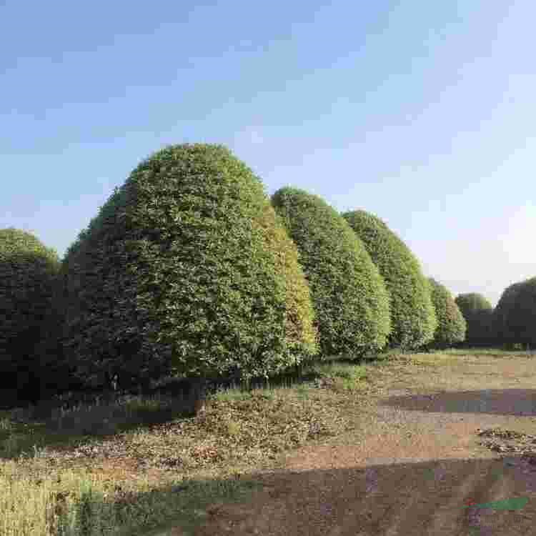 蘑菇型精品桂花