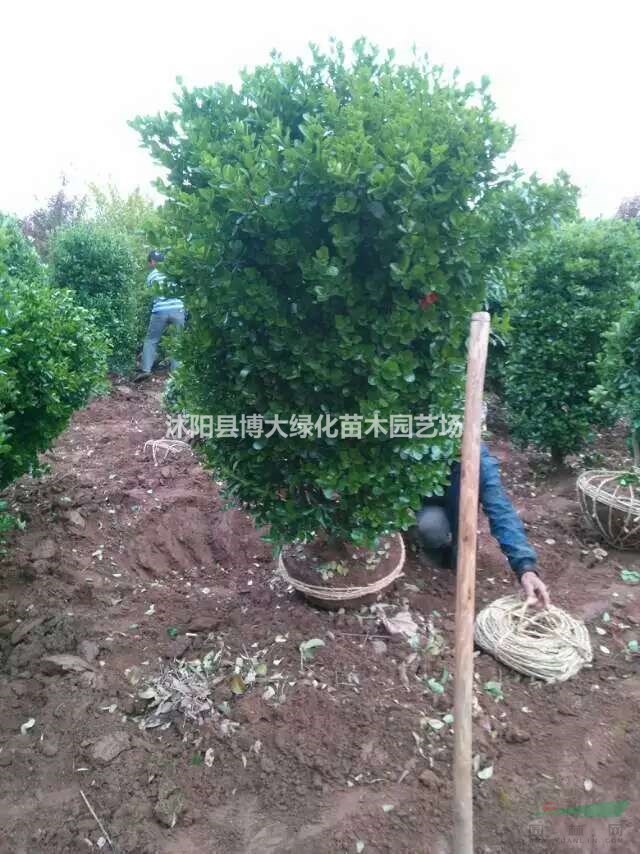 大葉黃楊柱價格 大葉黃楊柱產地 大葉黃楊柱圖片 綠化苗木