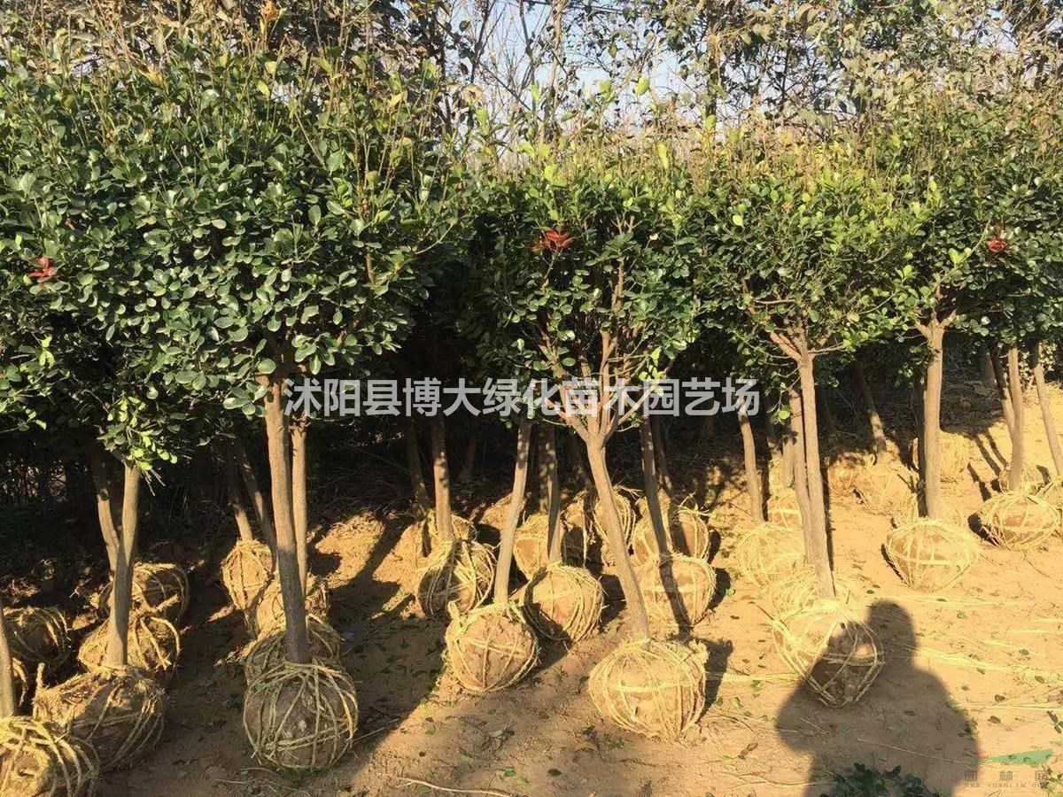 大葉黃楊柱價格 大葉黃楊柱產地 大葉黃楊柱圖片 綠化苗木
