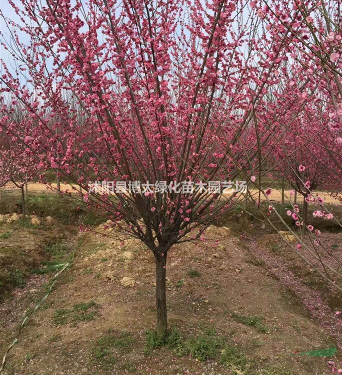 红梅树产地 红梅树价格 红梅树图片 销售原生红梅树