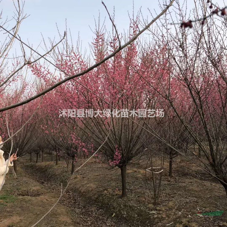 红梅树产地 红梅树价格 红梅树图片 销售原生红梅树