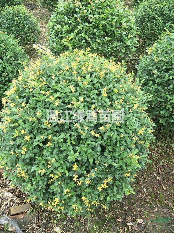云南女貞種植基地