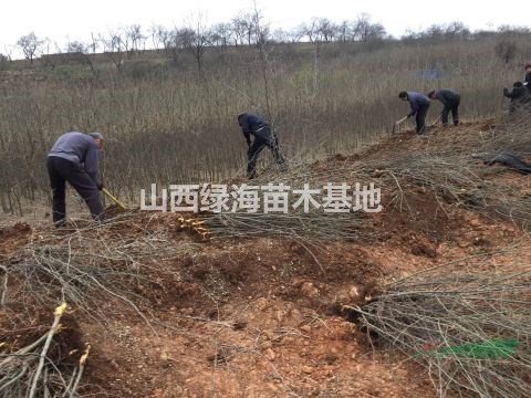 皂角苗多少錢一棵？皂角小苗基地在哪？山西皂角小苗價格