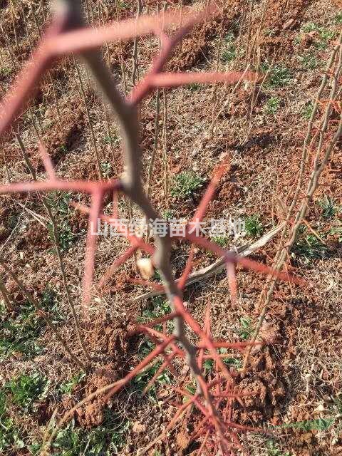 皂角苗多少錢一棵？皂角小苗基地在哪？山西皂角小苗價格