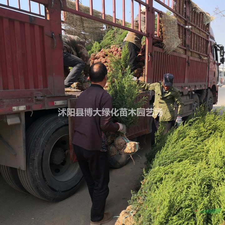 刺柏苗產地 刺柏價格 刺柏苗圖片 銷售刺柏松 綠化苗木