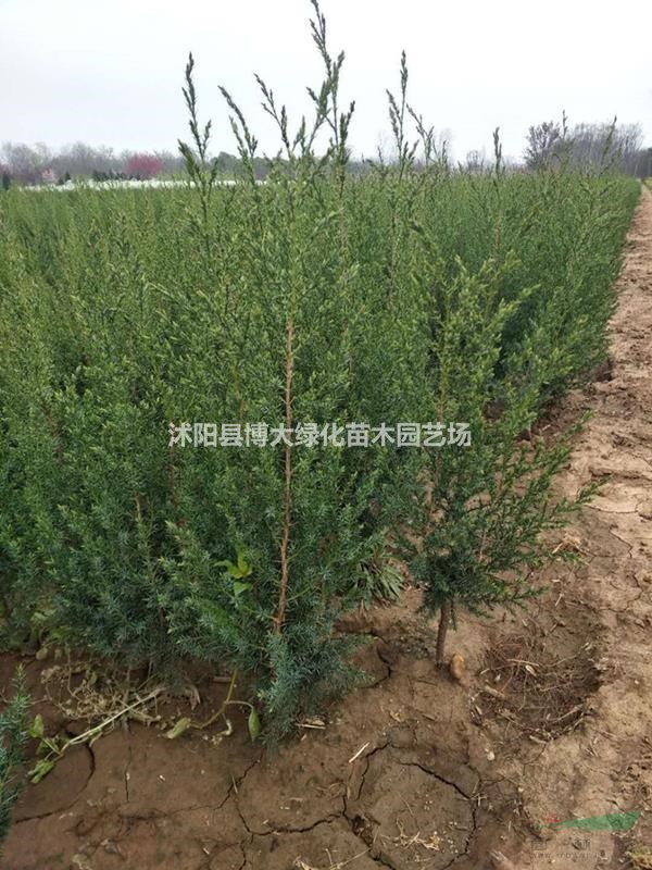 刺柏苗產地 刺柏價格 刺柏苗圖片 銷售刺柏松 綠化苗木