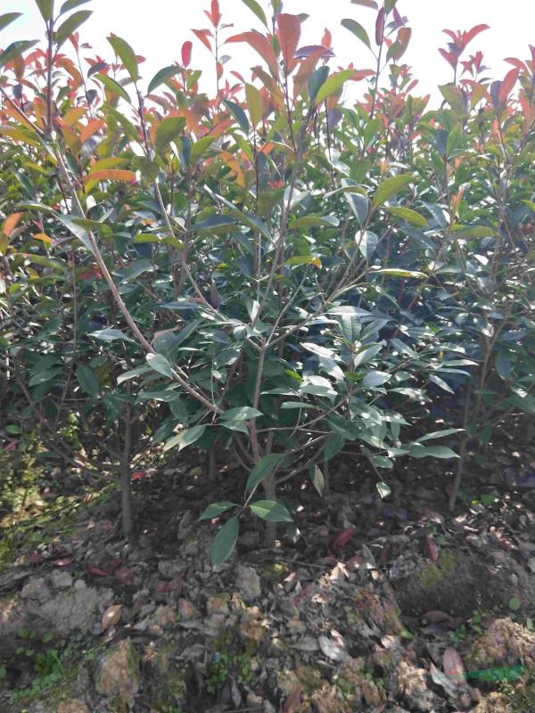 紅葉石楠毛球