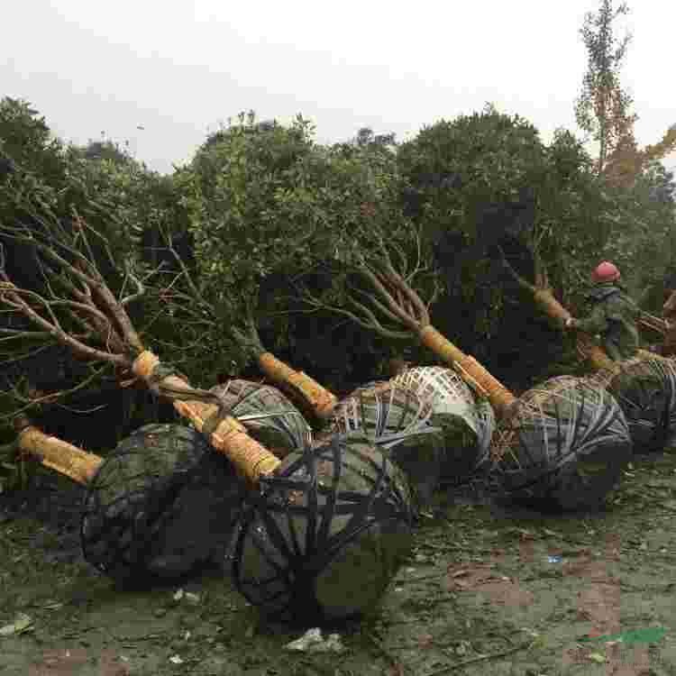 占地桂花，貴州地區(qū)直供