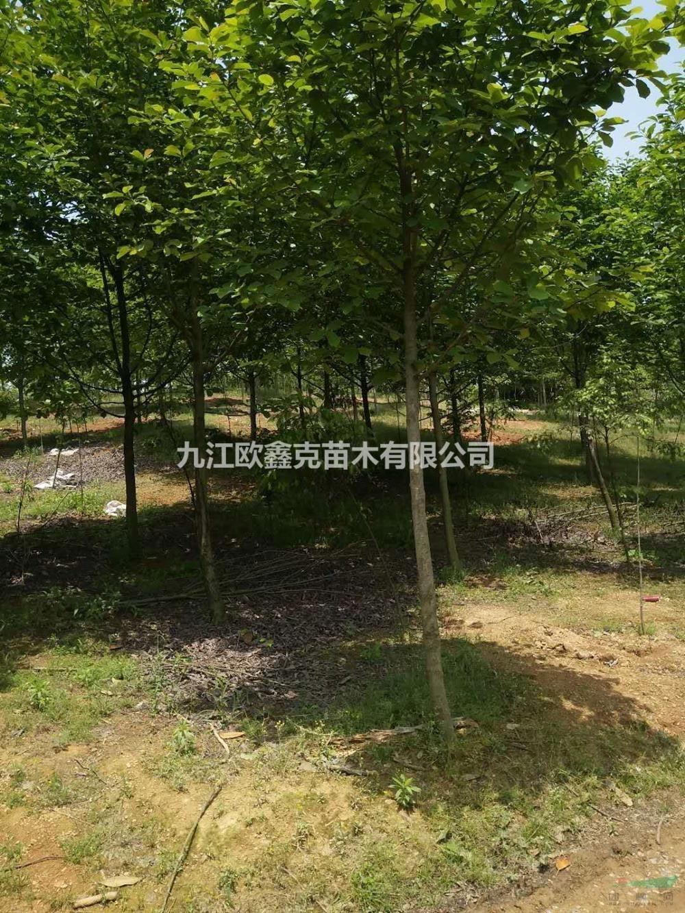 江西白玉蘭/江西九江白玉蘭價格/報價