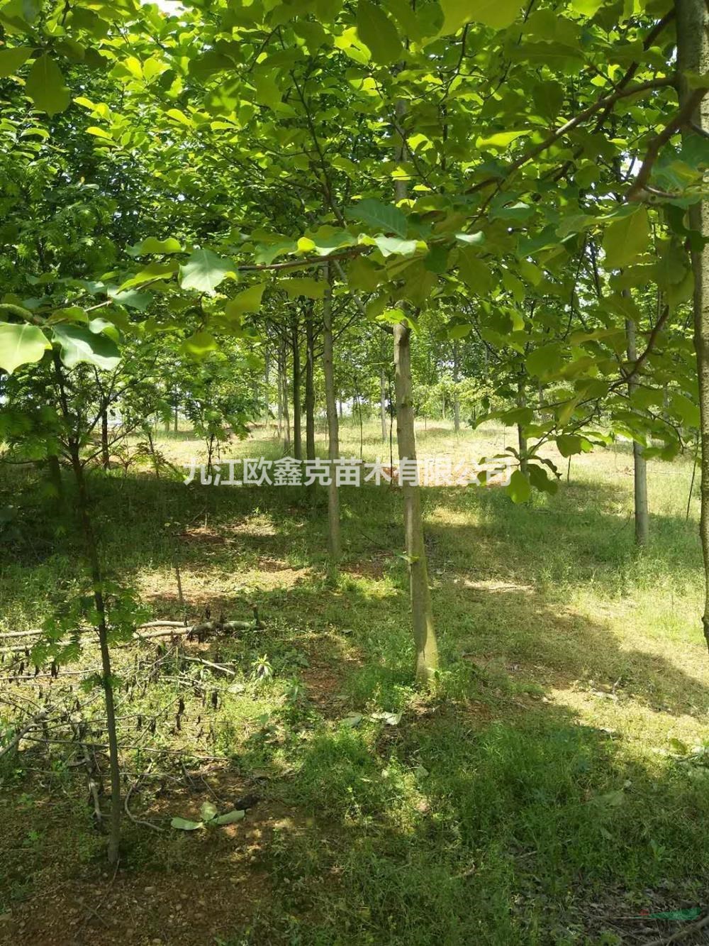 江西白玉蘭/江西九江白玉蘭價格/報價