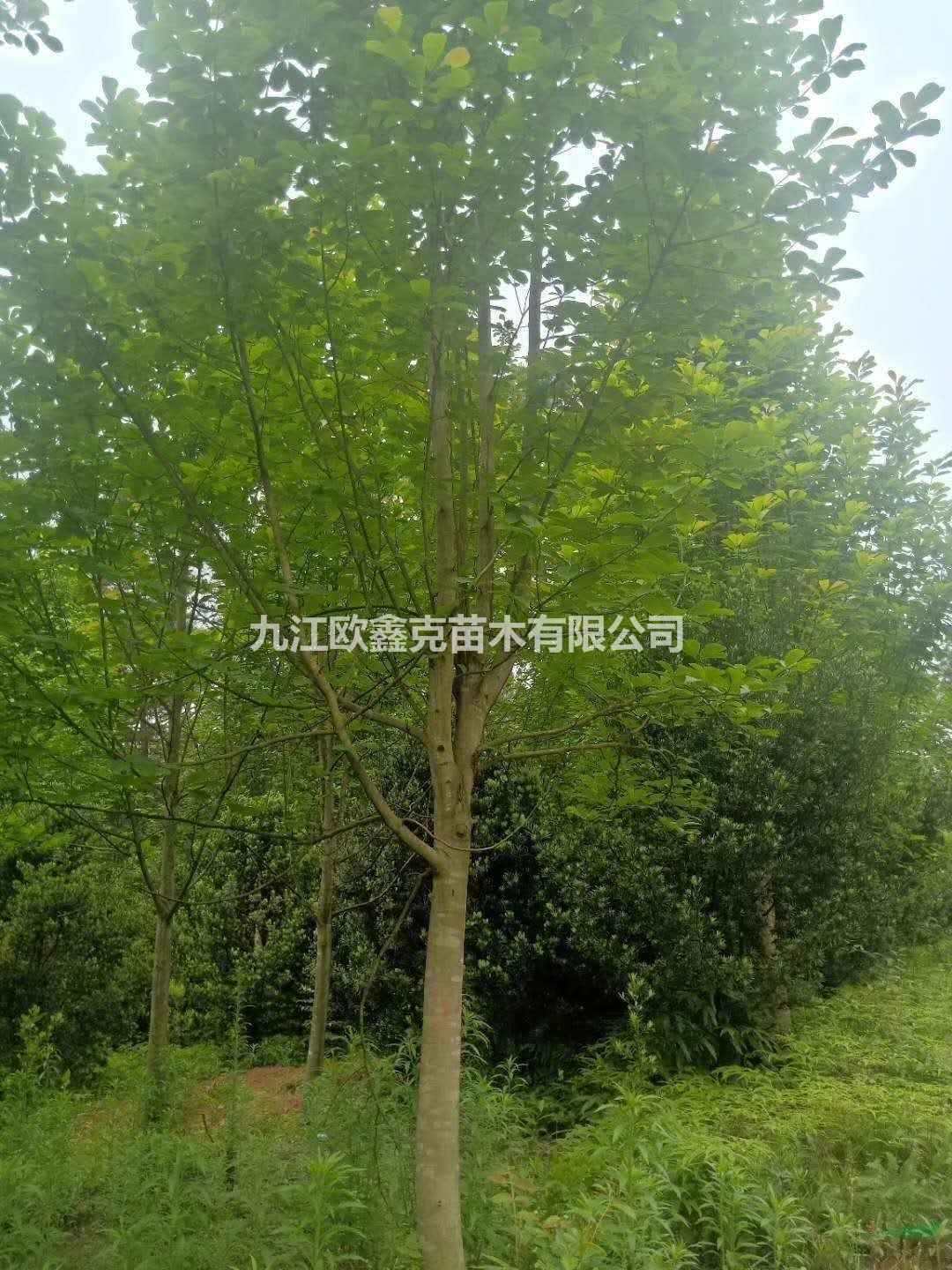 江西九江白玉蘭哪里好/哪家便宜