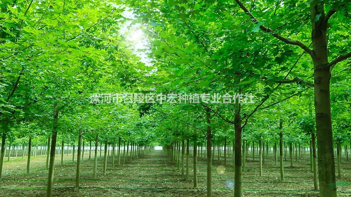 河南省漯河市美國(guó)紅楓基地紅楓節(jié)即將開(kāi)始?xì)g迎您的到來(lái)
