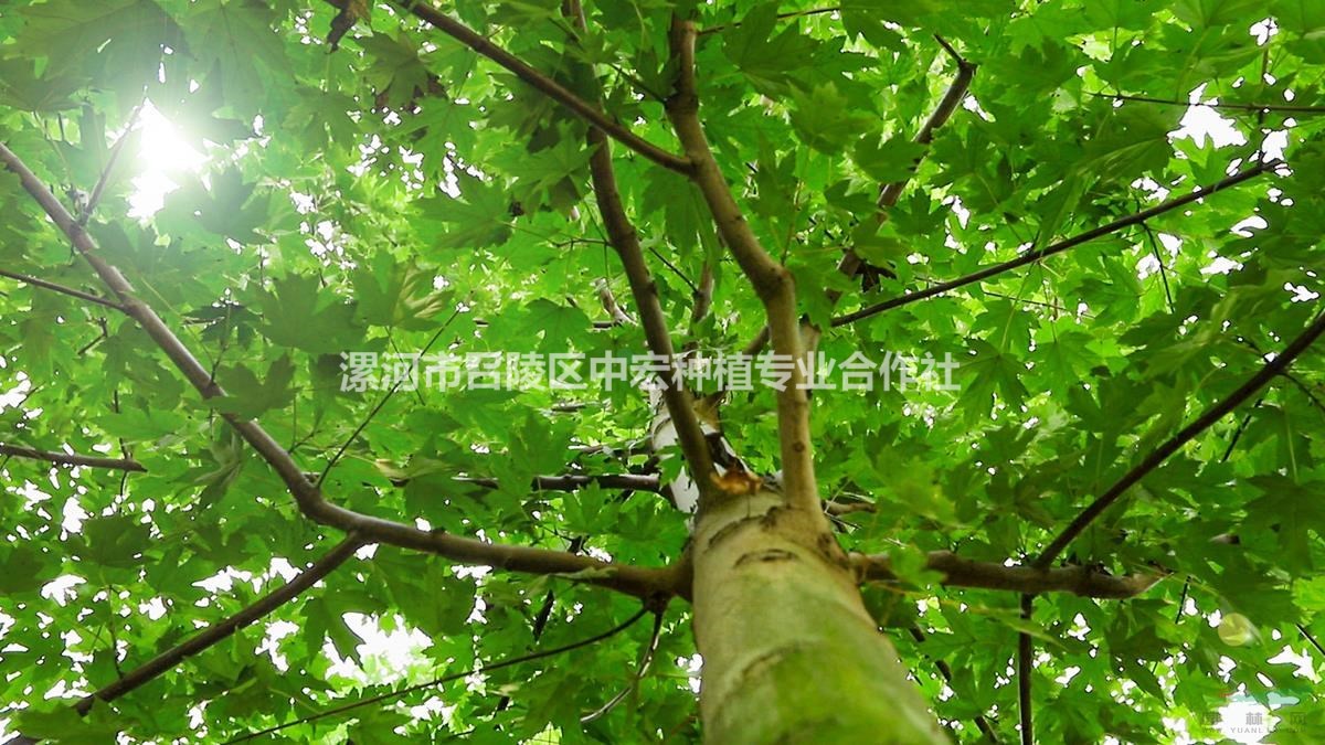 河南省漯河市美國(guó)紅楓基地紅楓節(jié)即將開(kāi)始?xì)g迎您的到來(lái)