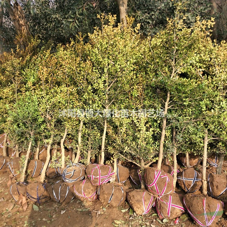 小葉黃楊產地 小葉黃楊樹苗價格 獨桿小葉黃楊樹圖片