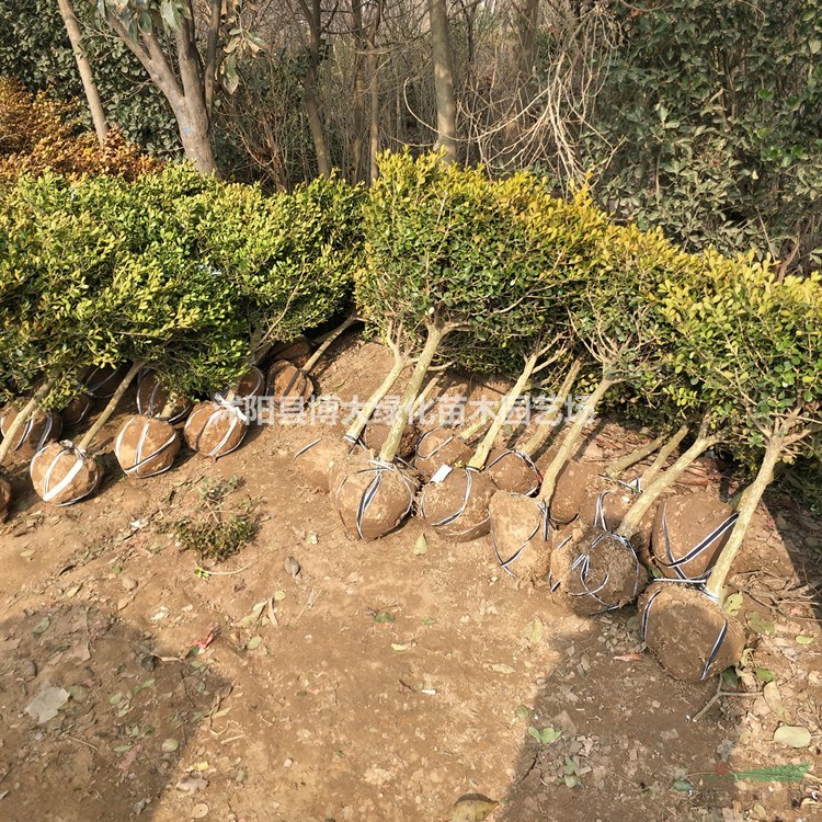小葉黃楊產地 小葉黃楊樹苗價格 獨桿小葉黃楊樹圖片
