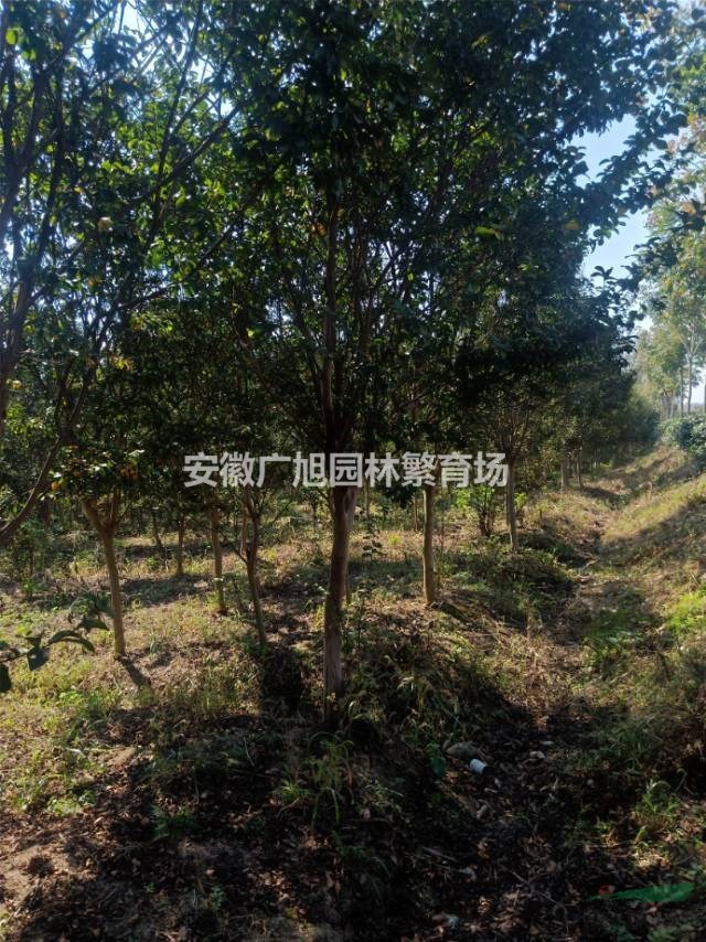 紫薇