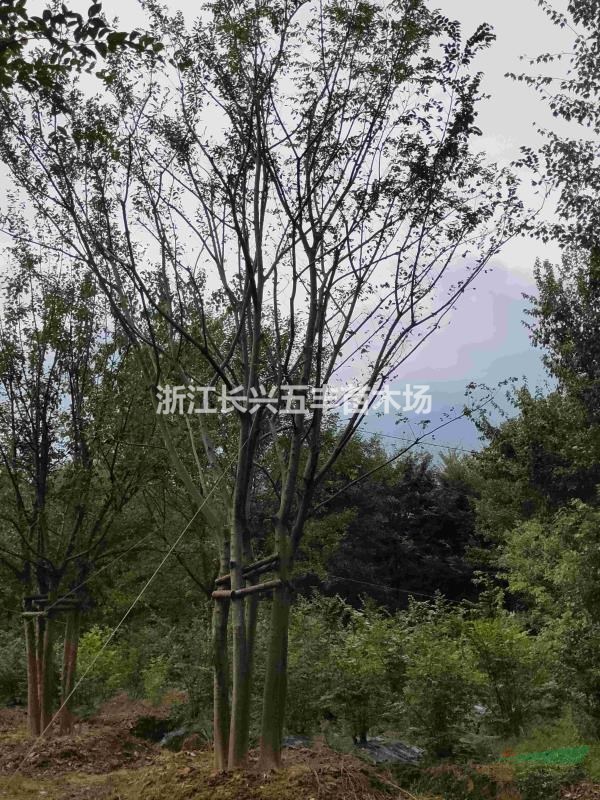 叢生撲樹