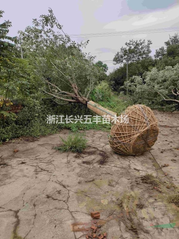 叢生撲樹