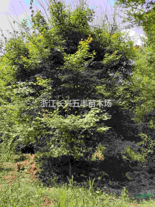 雞爪槭紅楓
