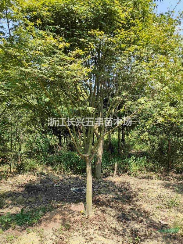 雞爪槭紅楓