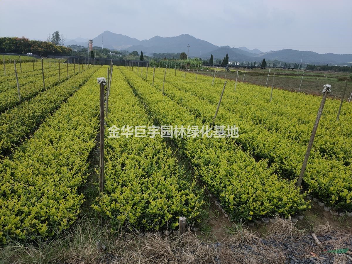 供應紅葉石楠.金森女貞.毛娟.紅花繼木大杯苗
