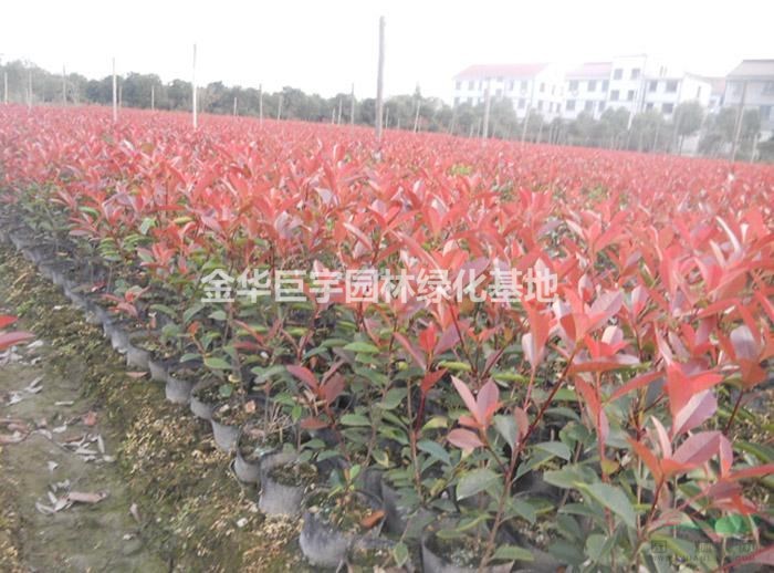 供應紅葉石楠.金森女貞.毛娟.紅花繼木大杯苗