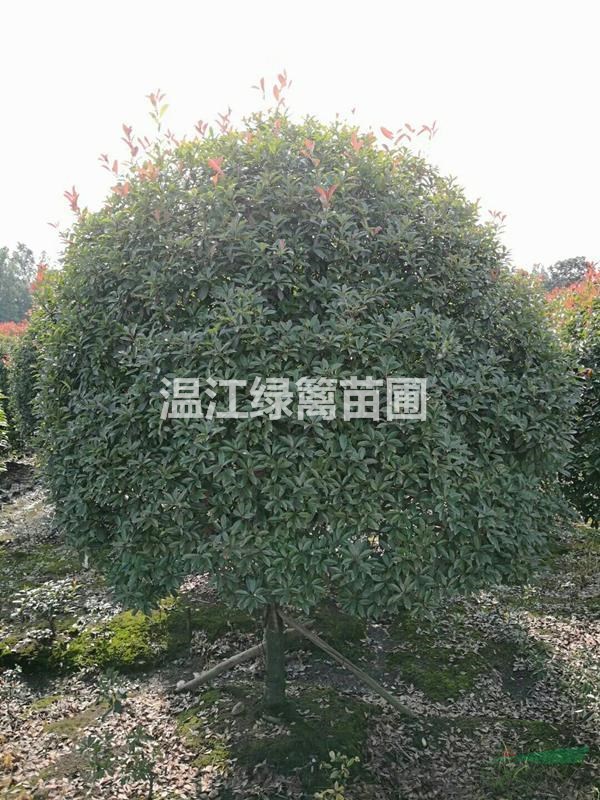 貴陽四季桂種植基地