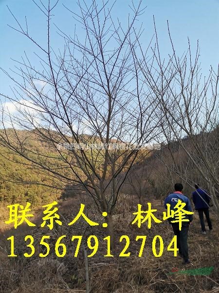 18公分早樱