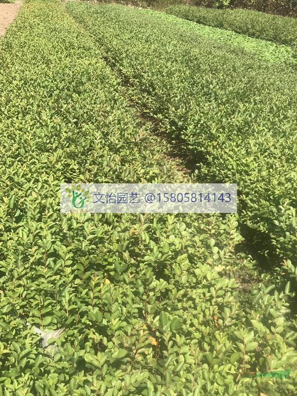 矮紫薇-苗圃直銷