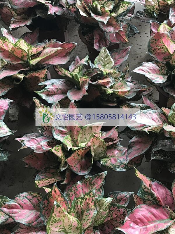 彩葉萬年青-品種齊全