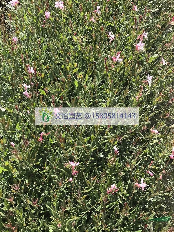 紫葉千鳥花-地栽苗