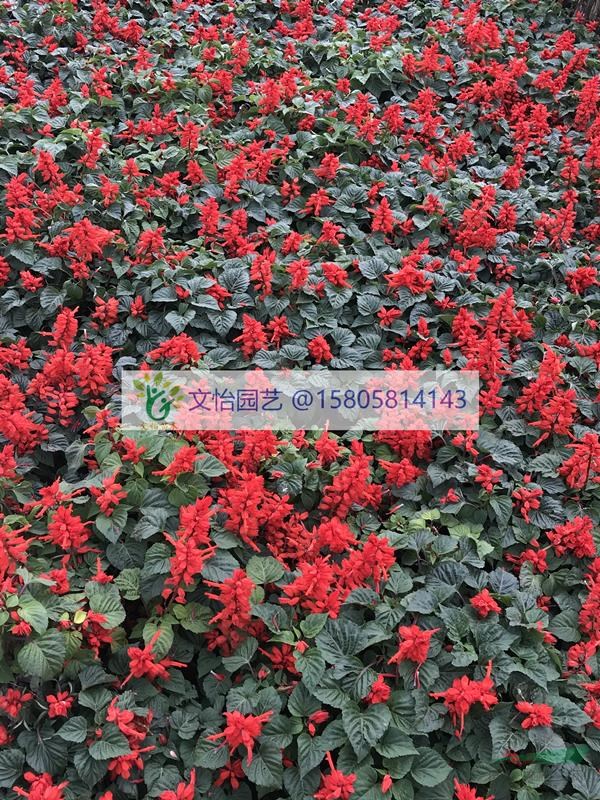 一串紅-大小杯苗