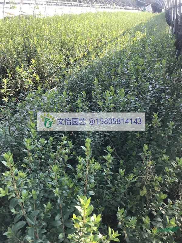 香桃木-地栽/杯苗